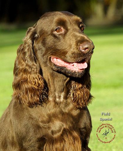 Field Spaniel 9P018D-162.JPG